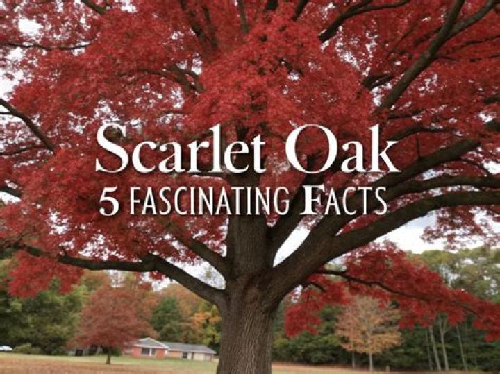 What is the scientific name for the scarlet oak?