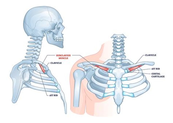 What is the Subclavius muscle?