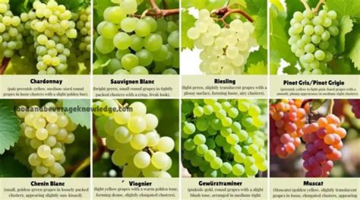 What kind of grapes are used for white wine?