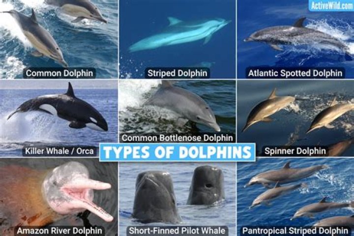 What special features does a dolphin have?