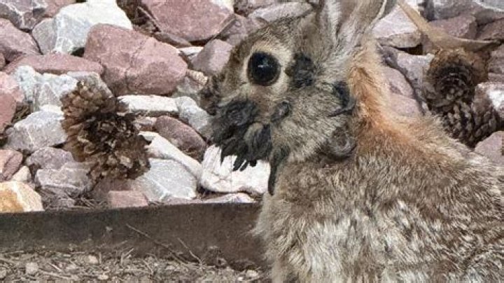 What time do wild rabbits come out?