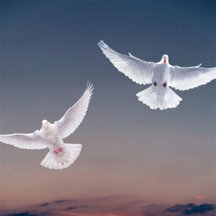 What two doves symbolize? | ContextResponse.com