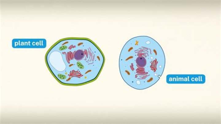 Where is the nucleus found in plant and animal cells?