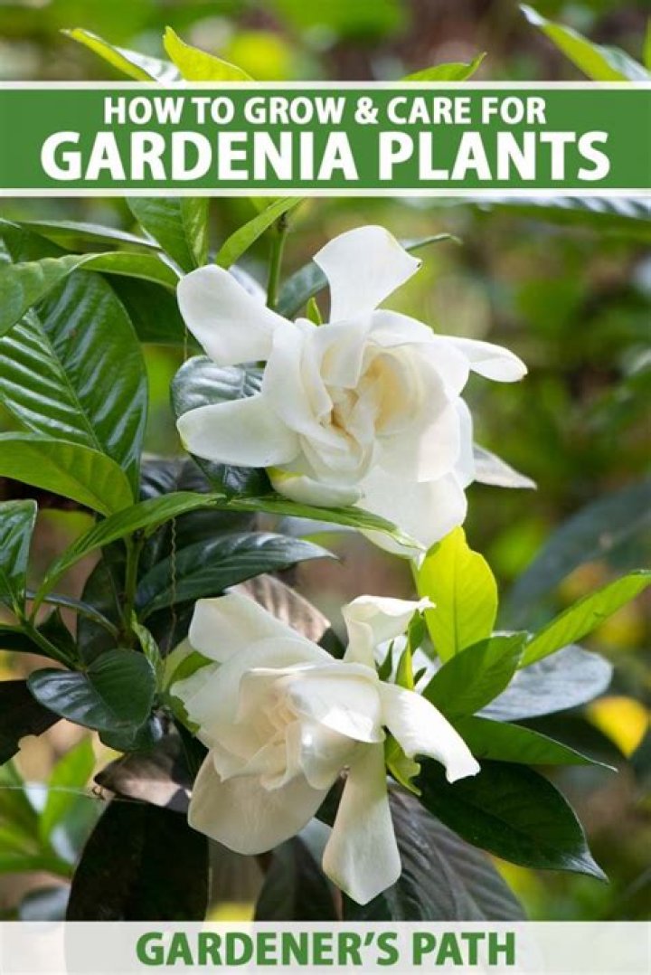 Where should I plant a gardenia?