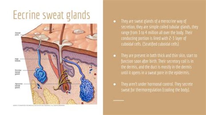 Which skin area has the most sweat glands?