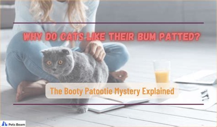 Why do cats like to be patted on the back?
