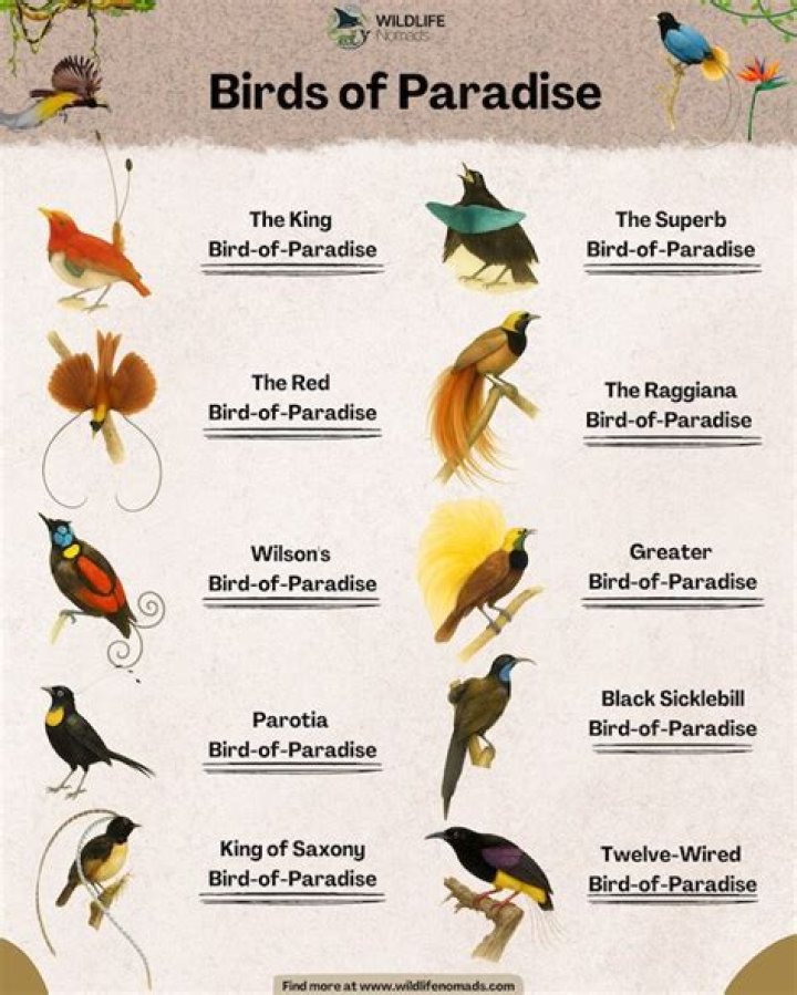 Why is a bird of paradise called that?