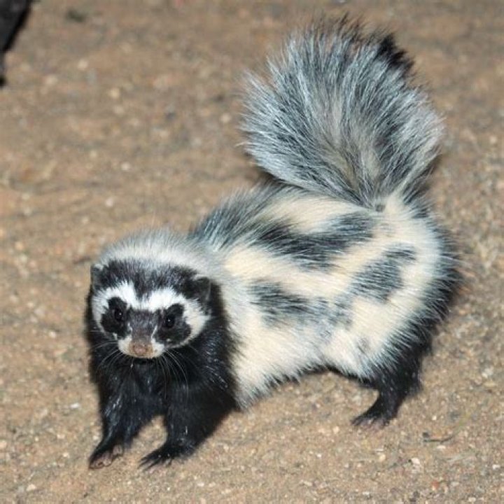 Why is a polecat called a polecat?