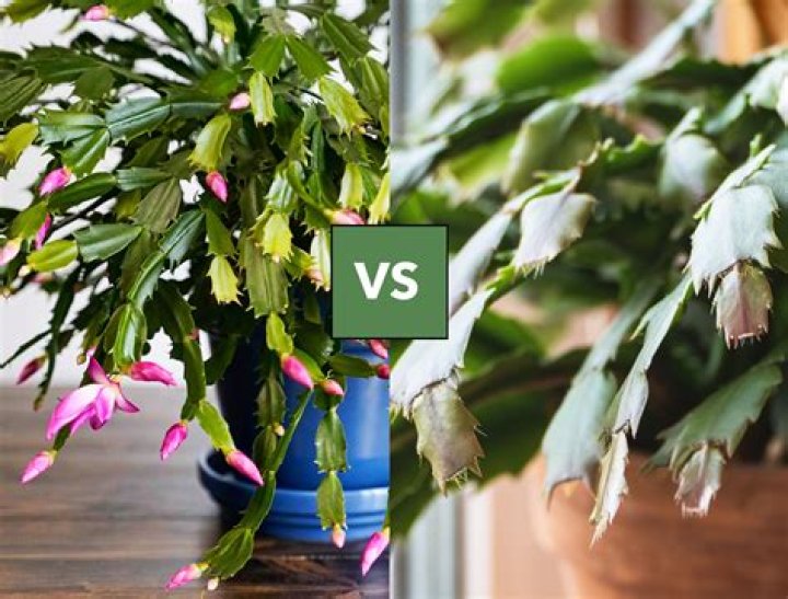 Why is my Xmas Cactus not blooming?
