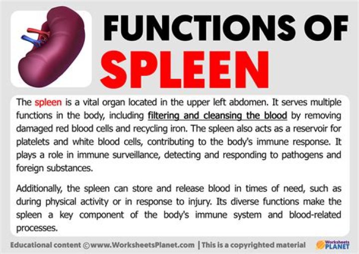 Why is the spleen important?