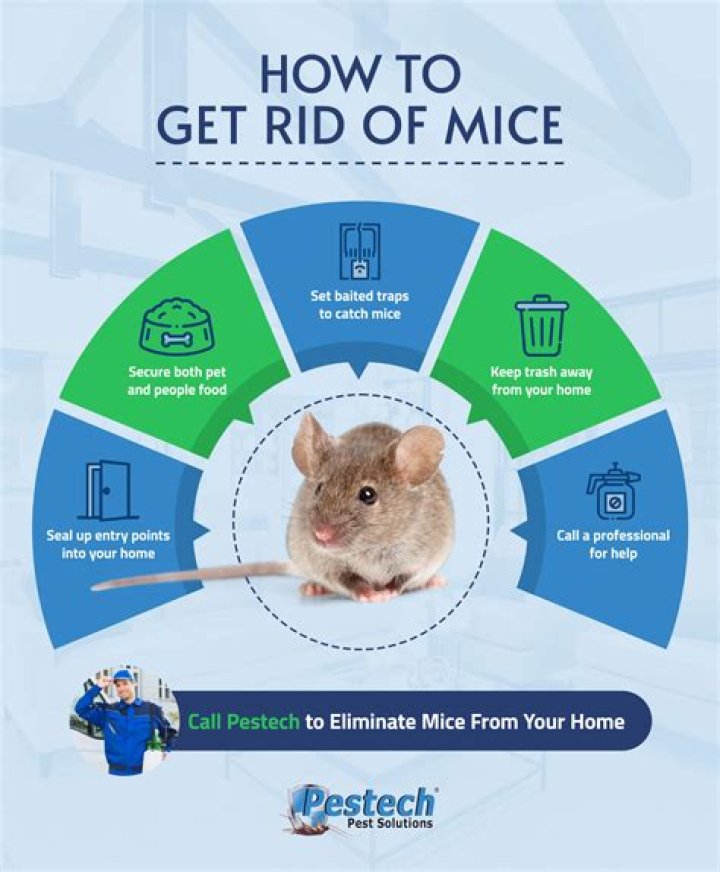 Will boric acid keep mice away?